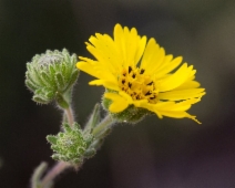 Deinandra corymbosa