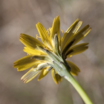 Hypochaeris radicata