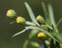 Lasthenia glaberrima
