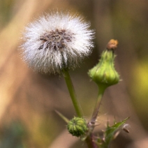 Sonchus asper