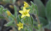 Mentzelia dispersa