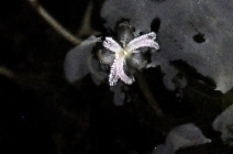 Elodea canadensis