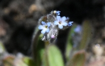 Myosotis discolor