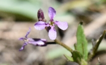 Chorispora tenella