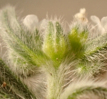 Cryptantha muricata var. muricata