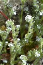 Cryptantha nevadensis var. rigida