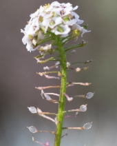 Lobularia maritima