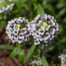 Lobularia maritima