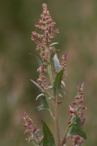 Atriplex prostrata