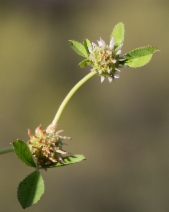 Trifolium glomeratum