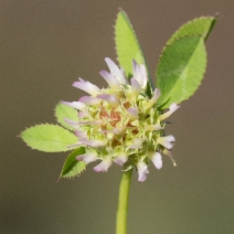 Trifolium glomeratum