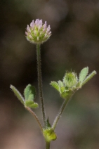 Trifolium microcephalum