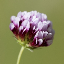 Trifolium variegatum
