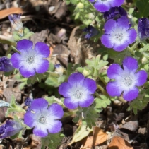 Phacelia douglasii var. douglasii