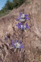Salvia carduacea