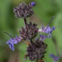 Salvia sonomensis