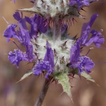 Salvia carduacea