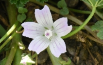 Malva neglecta