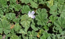 Malva neglecta