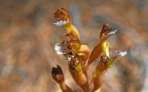 Corallorhiza maculata var. maculata