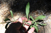 Solidago lepida