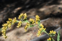Solidago lepida
