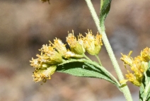 Solidago lepida