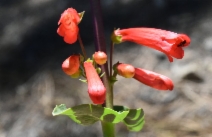 Penstemon eatonii