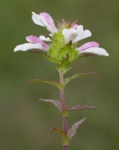 Bellardia trixago