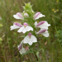Bellardia trixago