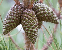 Pinus muricata