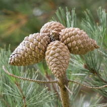 Pinus radiata
