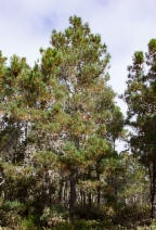 Pinus muricata