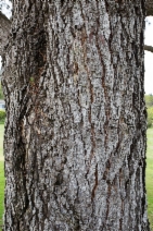 Pinus radiata