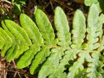 Pteridium aquilinum var. pubescens