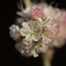 Eriogonum fasciculatum var. foliolosum