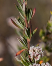 Eriogonum fasciculatum var. foliolosum