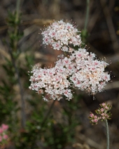 Eriogonum fasciculatum var. foliolosum