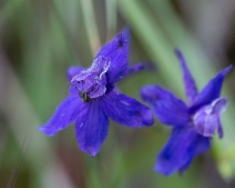 Delphinium patens ssp. patens