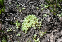 Psilocarphus brevissimus