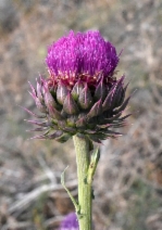 Carduus nutans