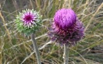 Carduus nutans