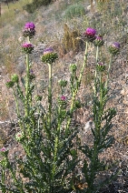 Carduus nutans