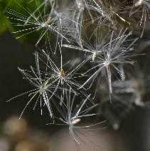 Baccharis pilularis ssp. consanguinea