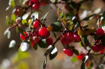Rhamnus crocea