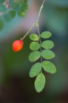 Rosa gymnocarpa
