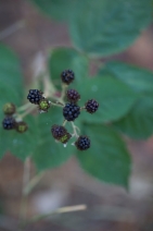 Rubus armeniacus