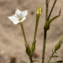 Nicotiana quadrivalvis