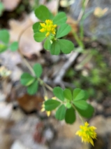 Trifolium dubium