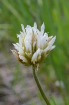Trifolium longipes ssp. elmeri